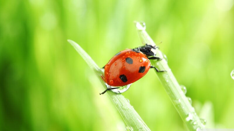 Ladybug on Grass — Red, Serene, Morning