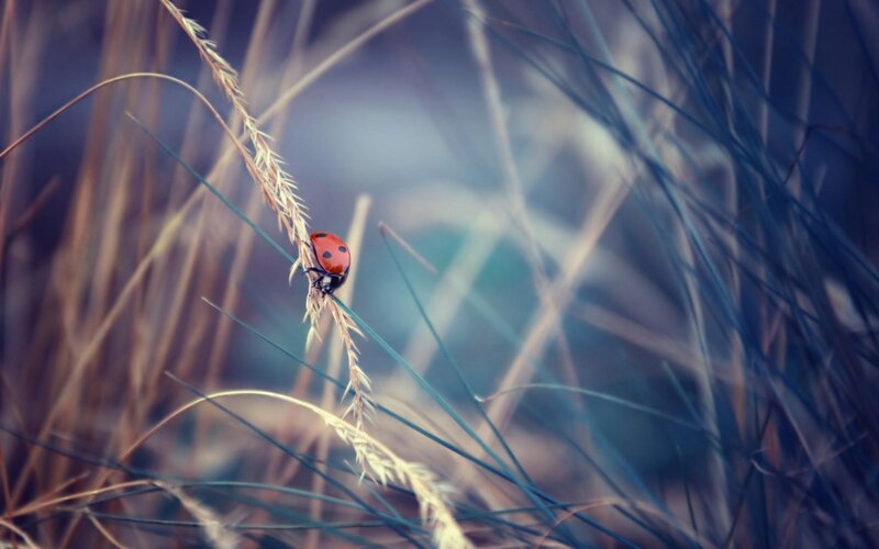 Ladybug on Grass — Red, Serene, Photograph, Insect