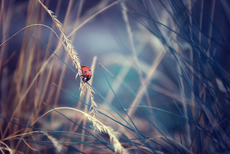 Ladybug on Grass — Red, Serene, Photograph