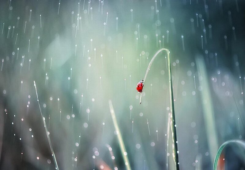 Ladybug on Grass — Red, Serene