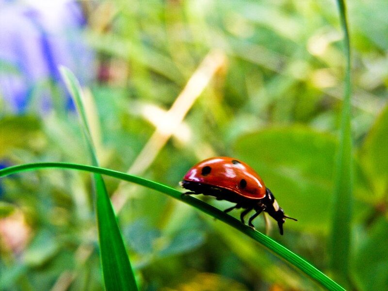 Ladybug on Grass — Red