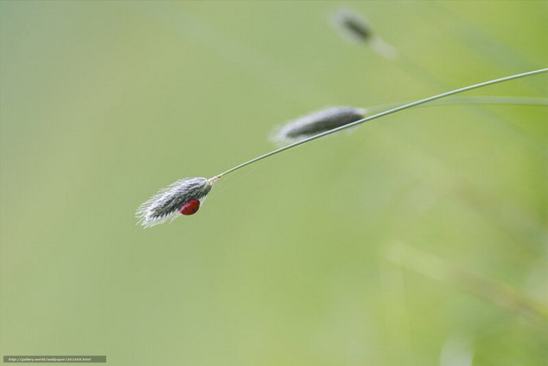 ladybug on grass seed head