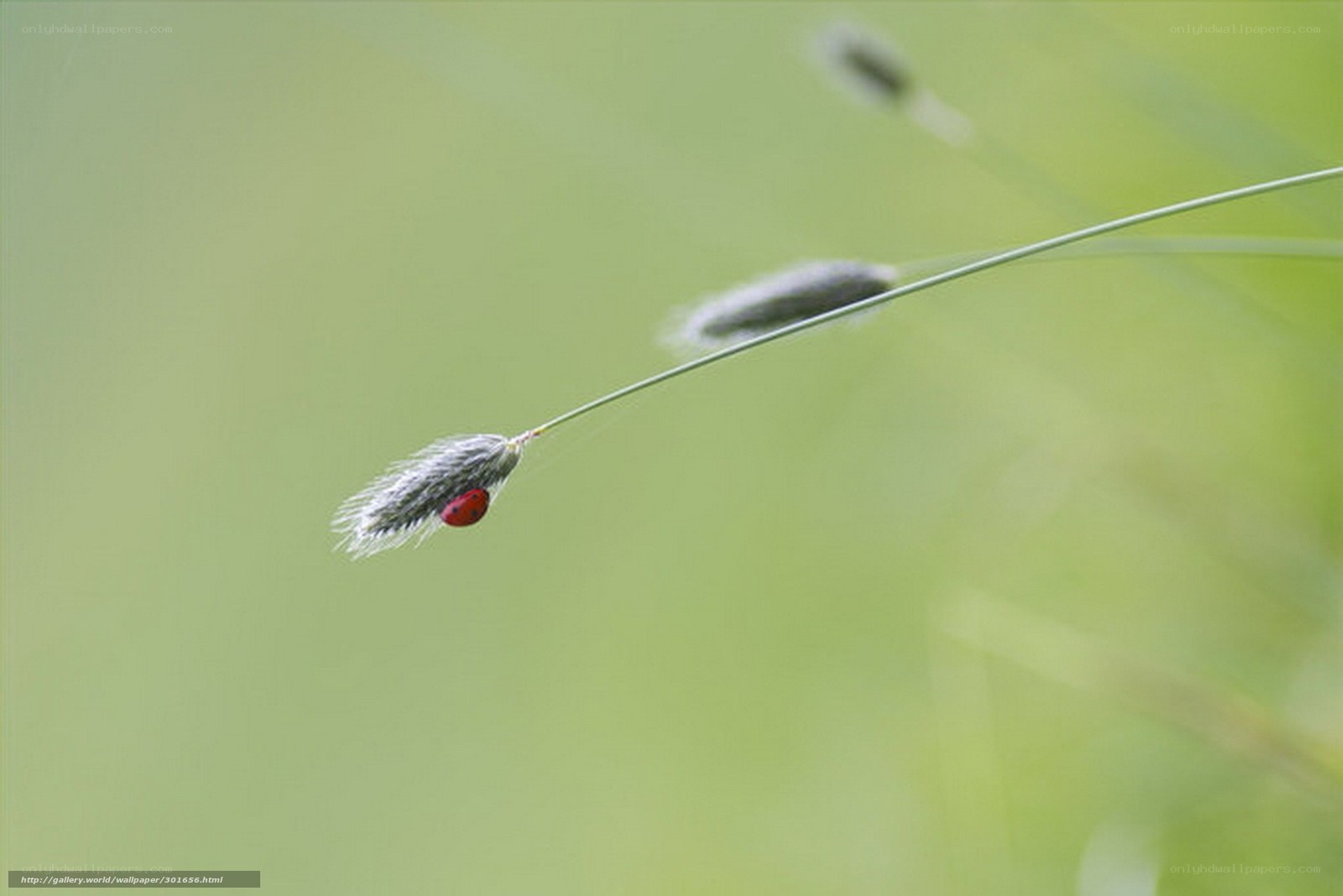 ladybug on grass seed head