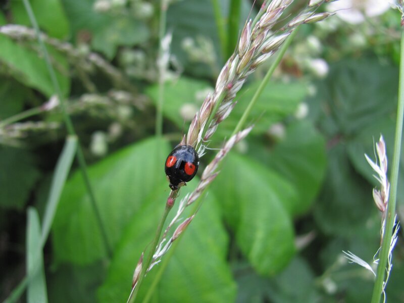 ladybug on grass stem