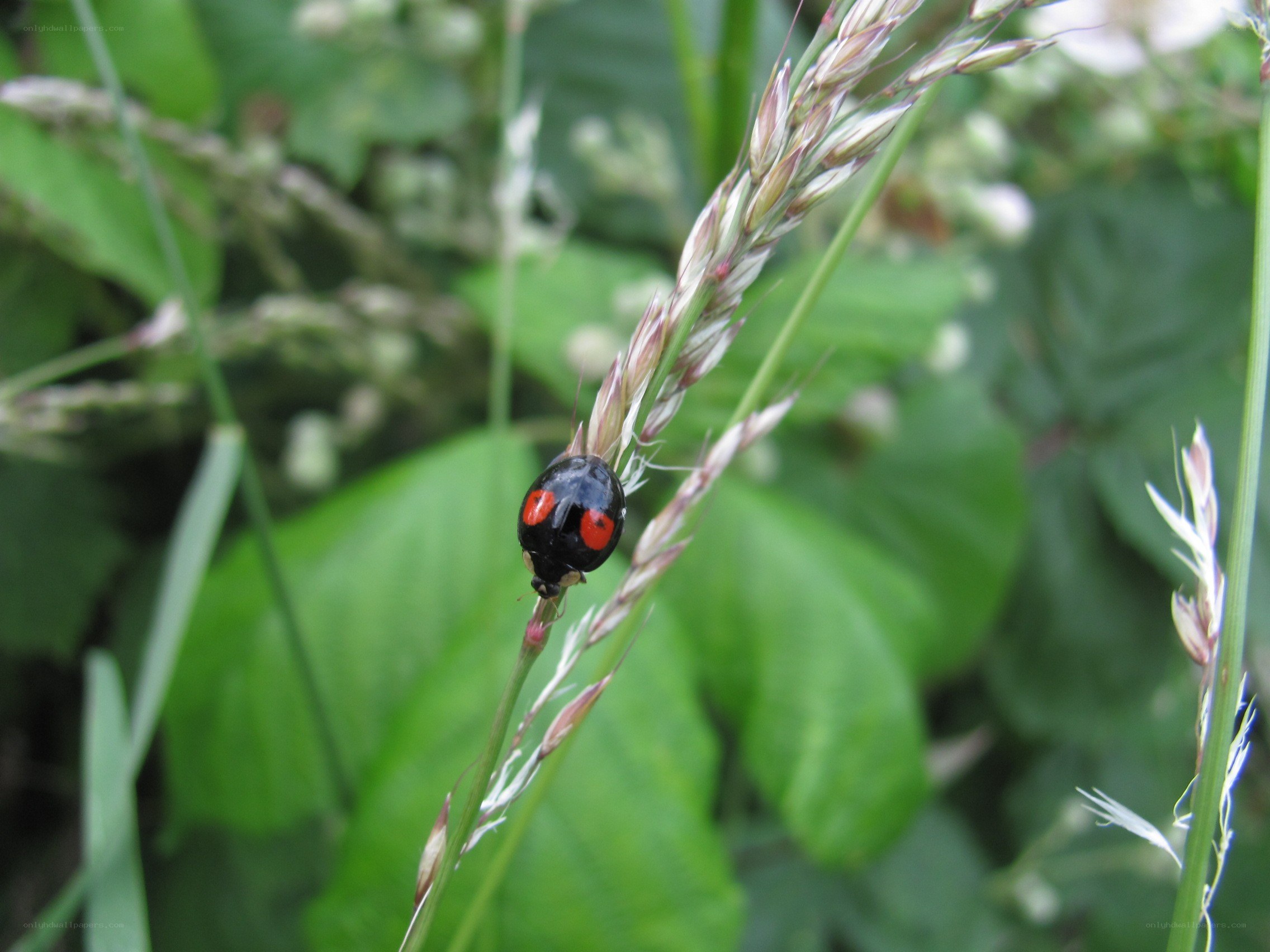 ladybug on grass stem
