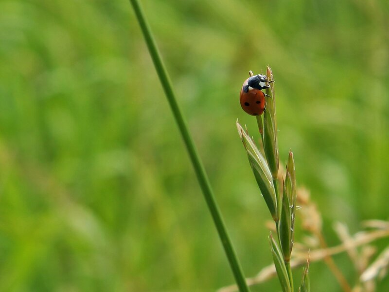 ladybug on grass stem