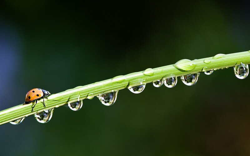 Ladybug on Grass Stem — Green, Serene, Morning