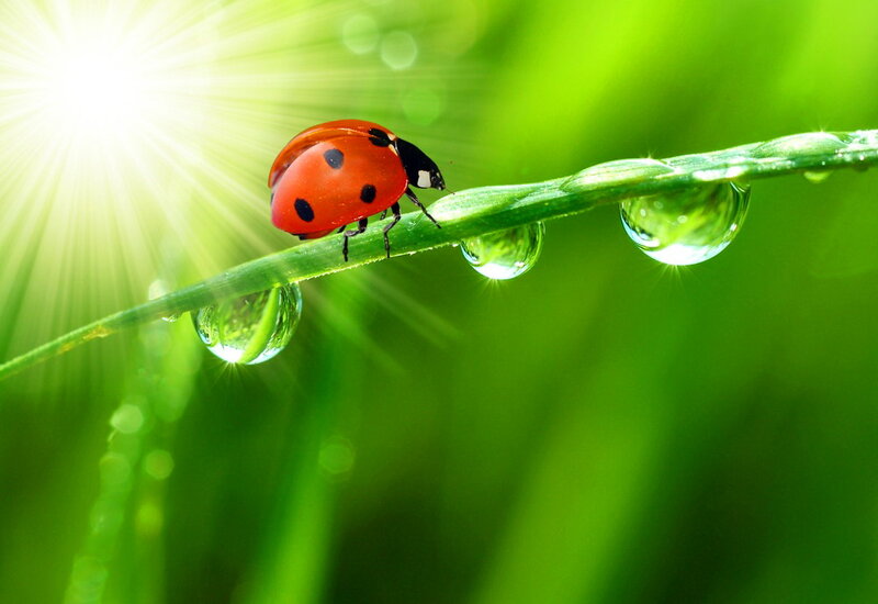 Ladybug on Grass Stem — Green, Serene