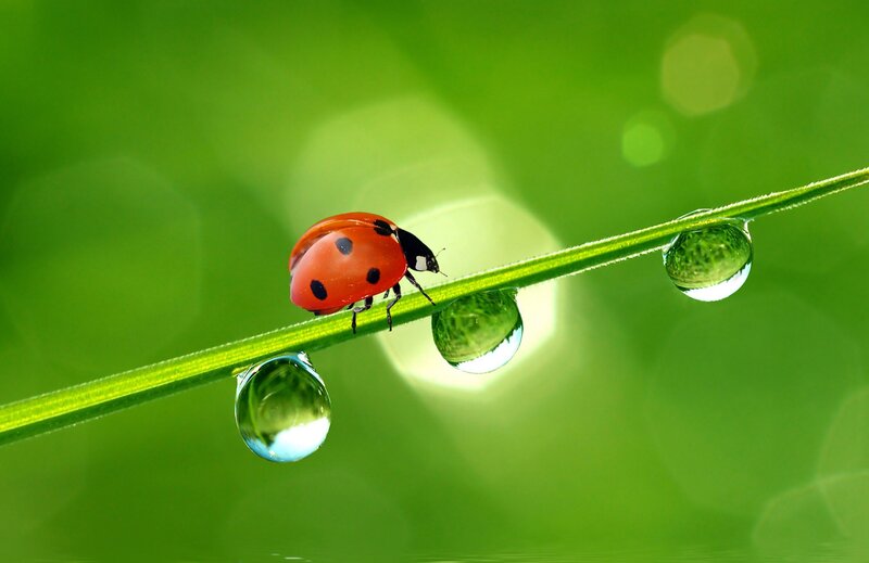 Ladybug on Grass Stem — Green