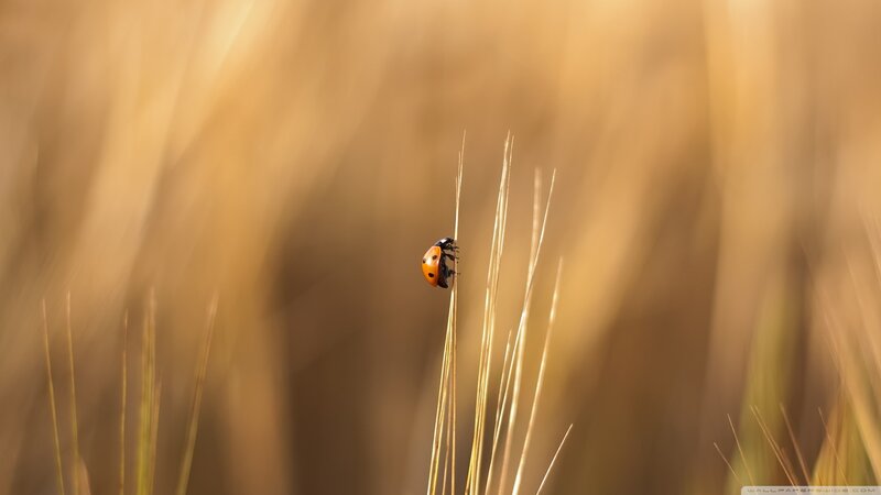 Ladybug on Grass Stem — Orange, Serene