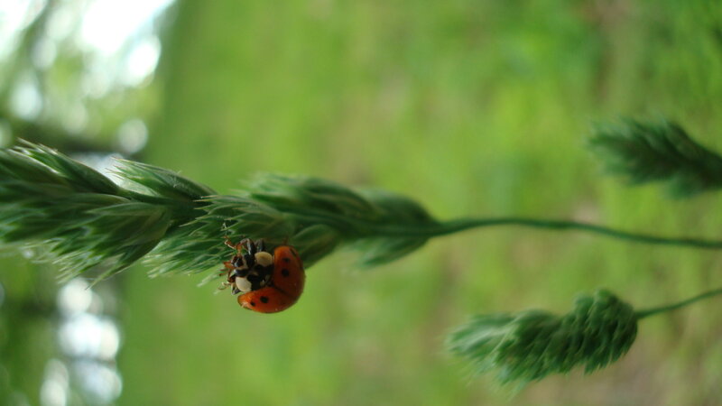 ladybug on grass stem