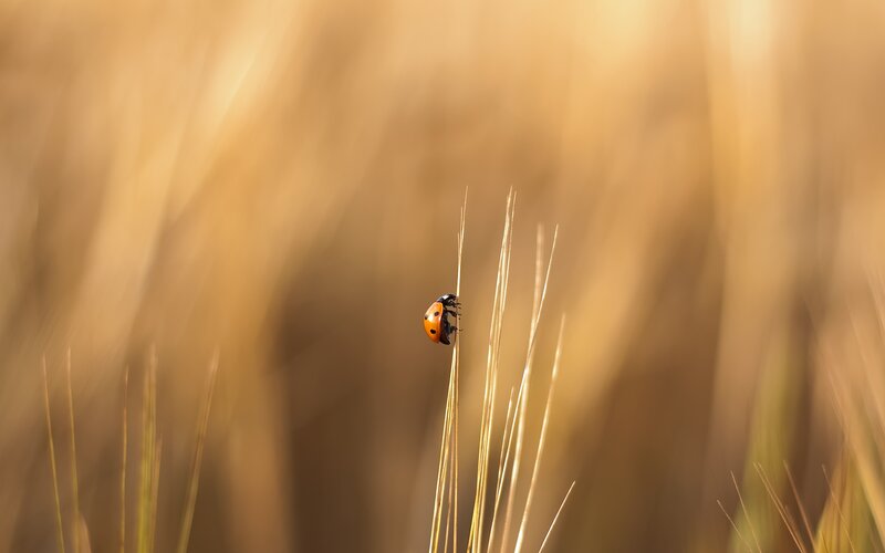 Ladybug on Grass Stem — Yellow
