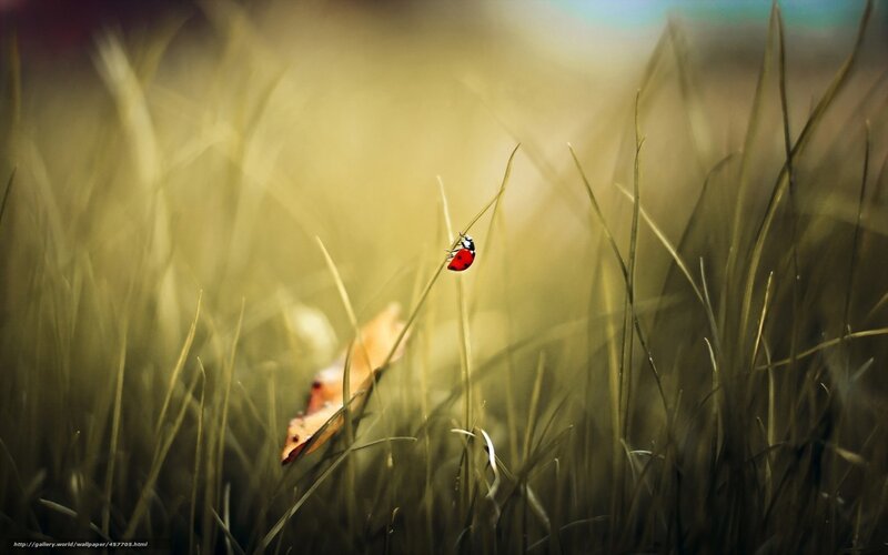 ladybug on grass