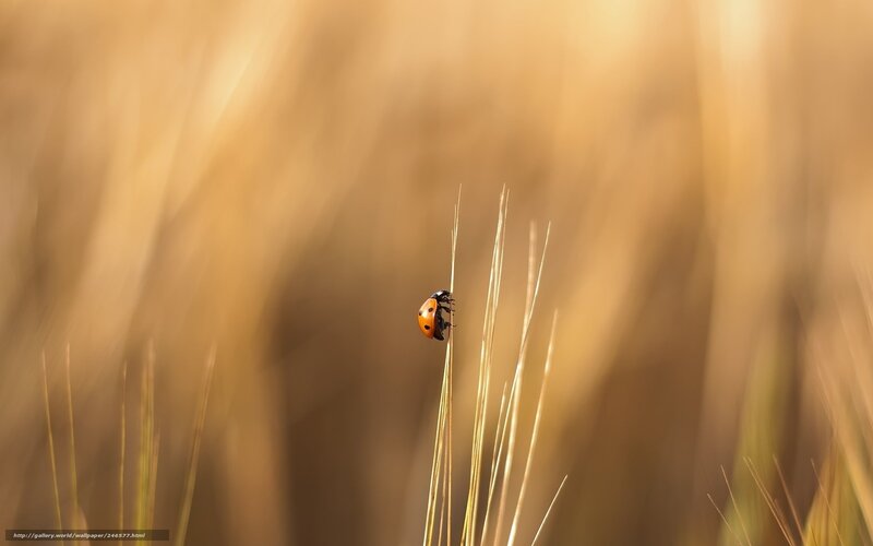Ladybug on Grass — Yellow