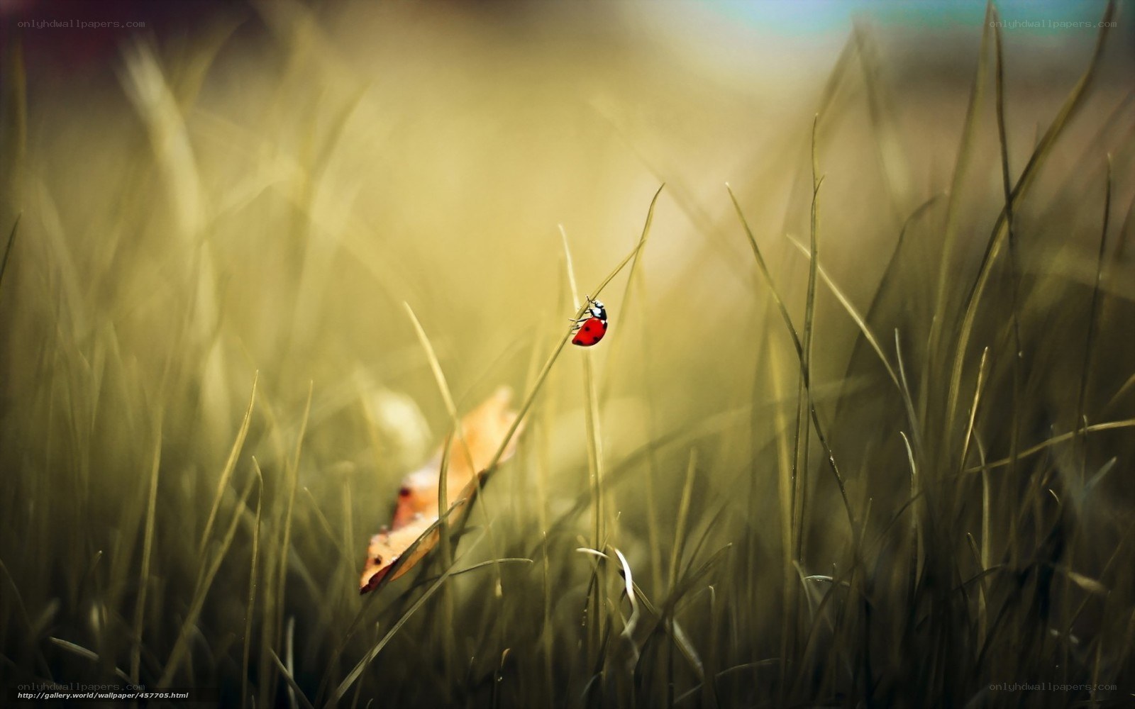 ladybug on grass