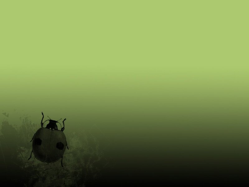 ladybug on green background