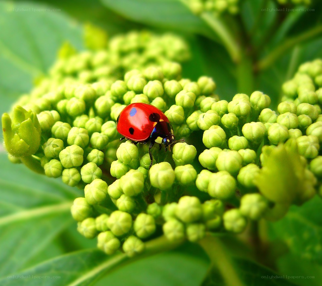 ladybug on green buds