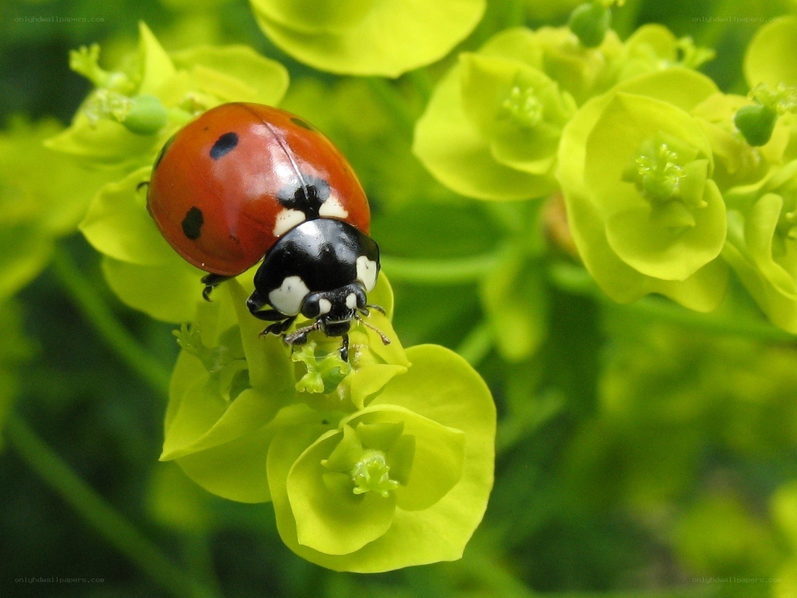 ladybug on green flower