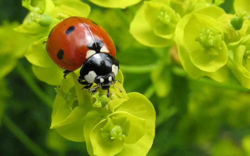 Ladybug on green flowers