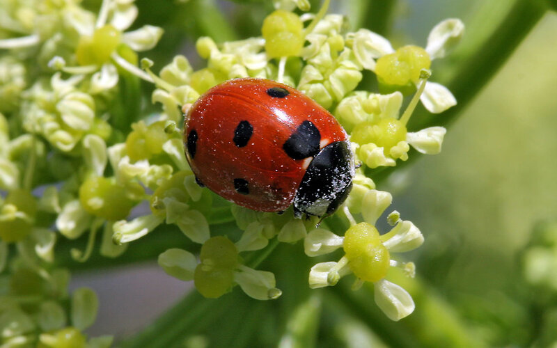 ladybug on green flowers