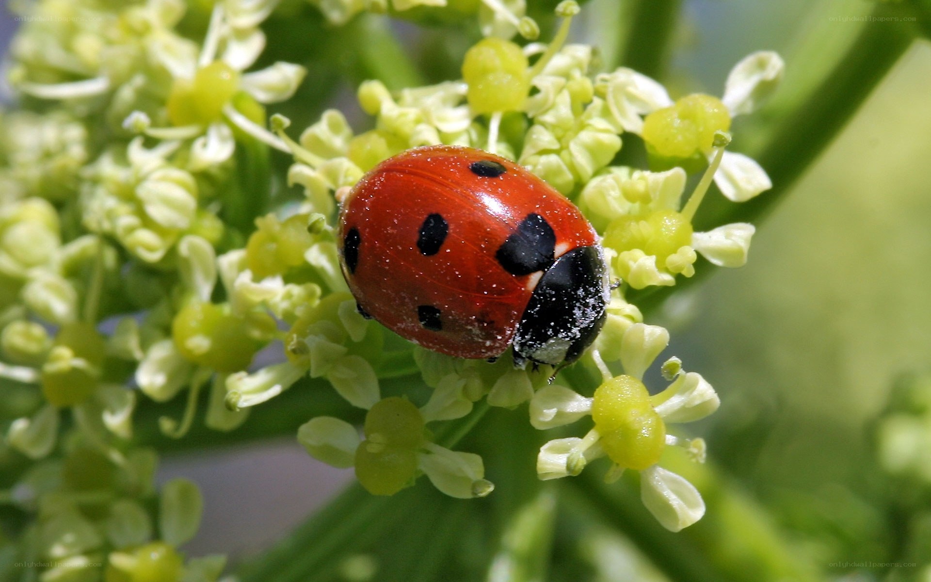 Ladybug on green flowers