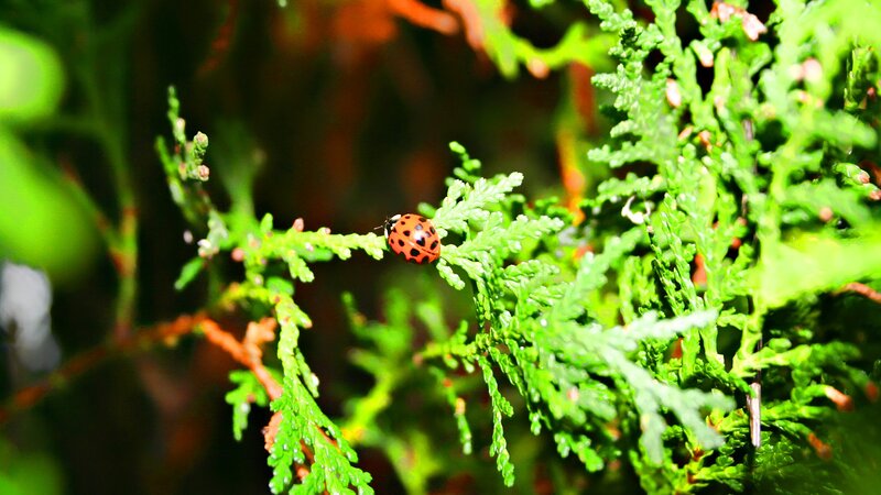 ladybug on green foliage