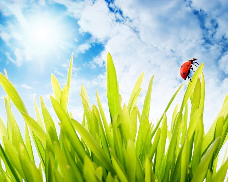 Ladybug on green grass