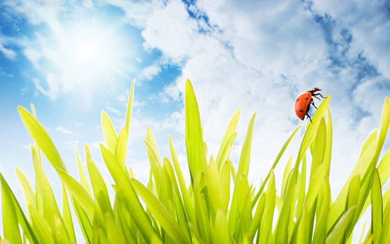 Ladybug on green grass