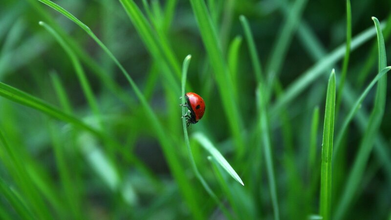 ladybug on green grass