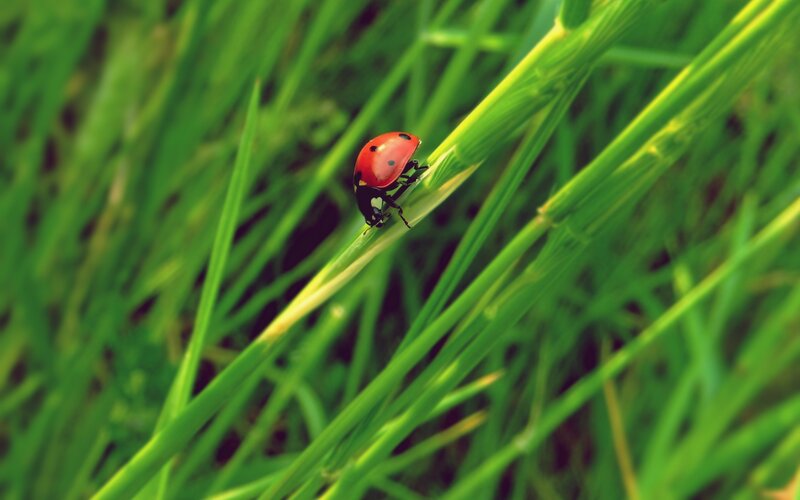 ladybug on green grass