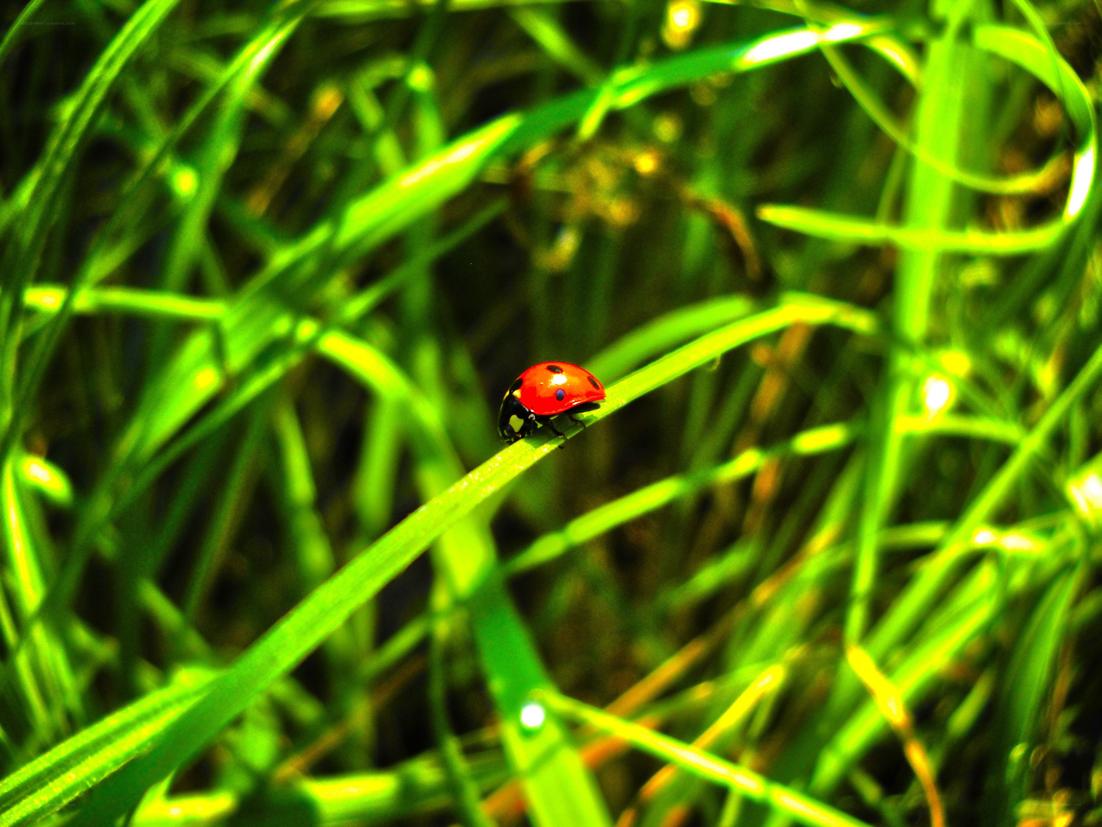 ladybug on green grass