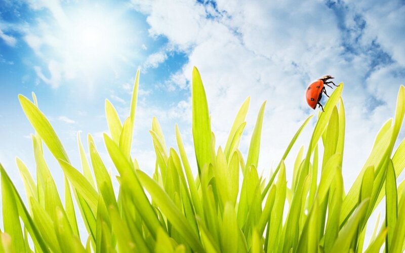 ladybug on green grass