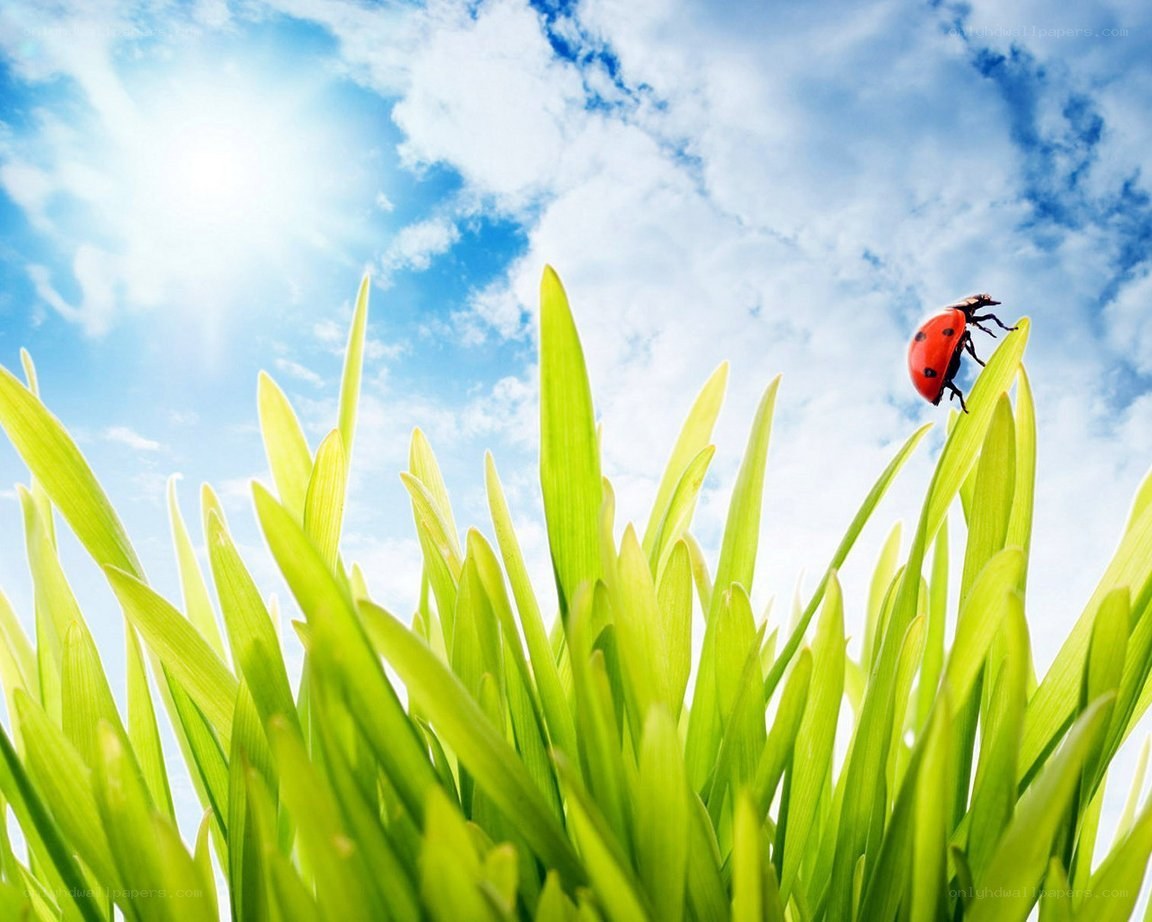 Ladybug on green grass
