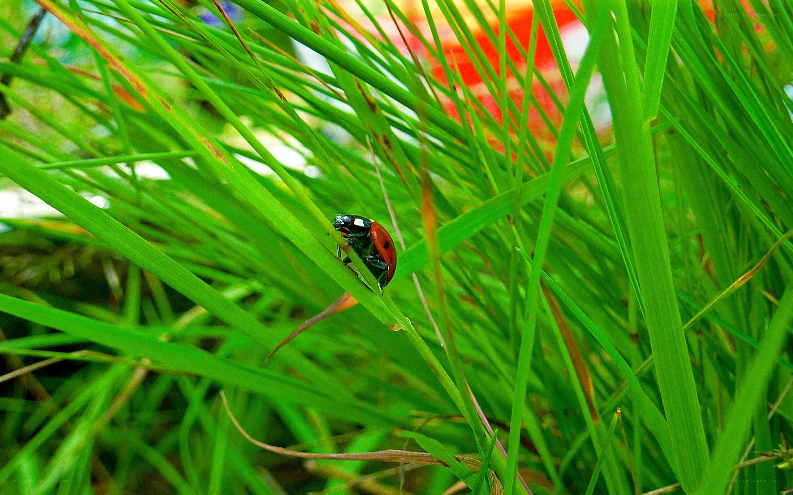 Ladybug on green grass