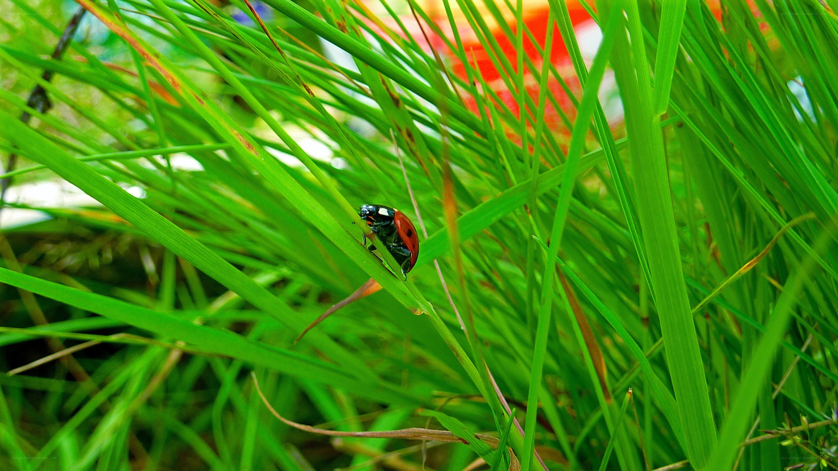 ladybug on green grass