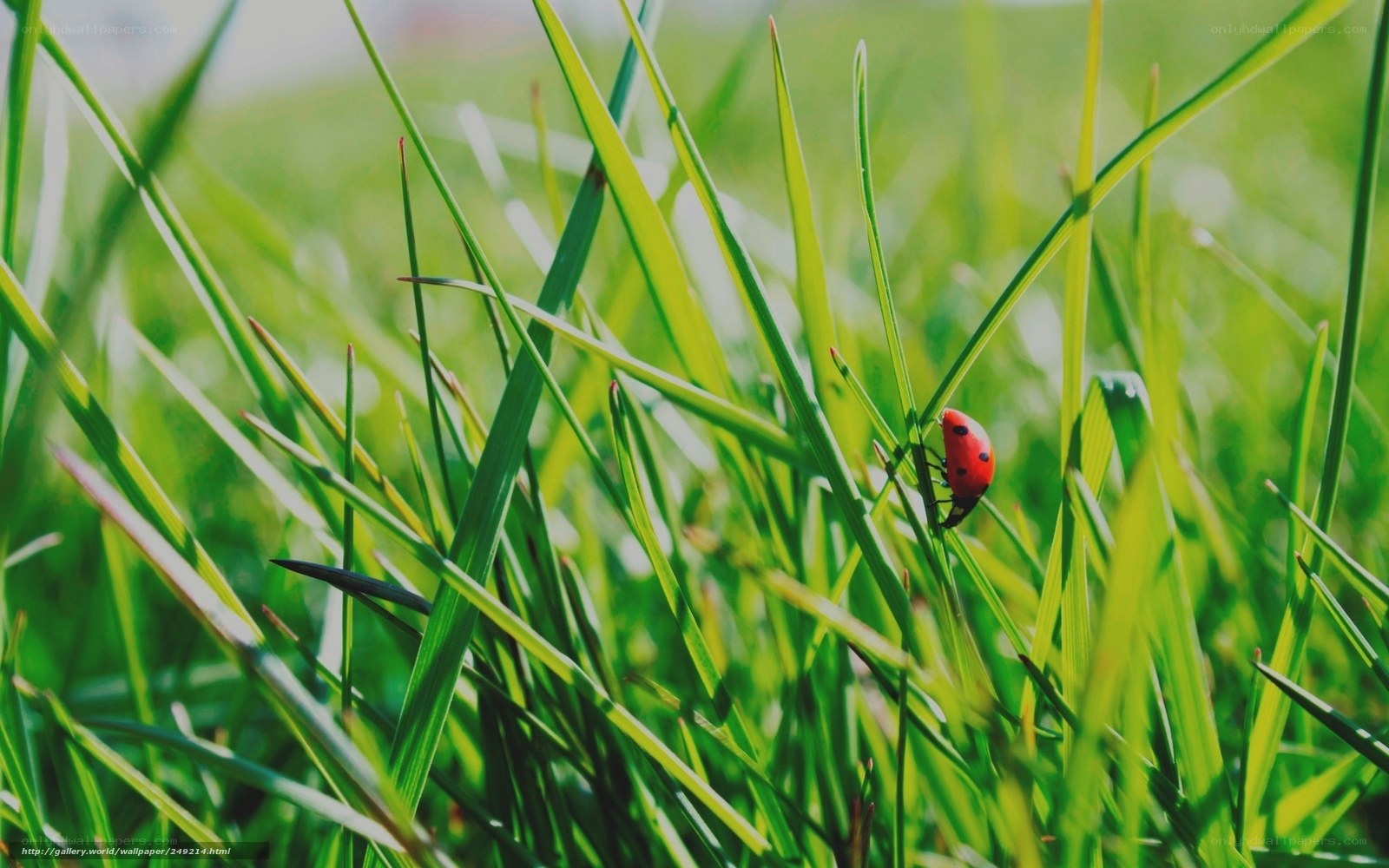 ladybug on green grass