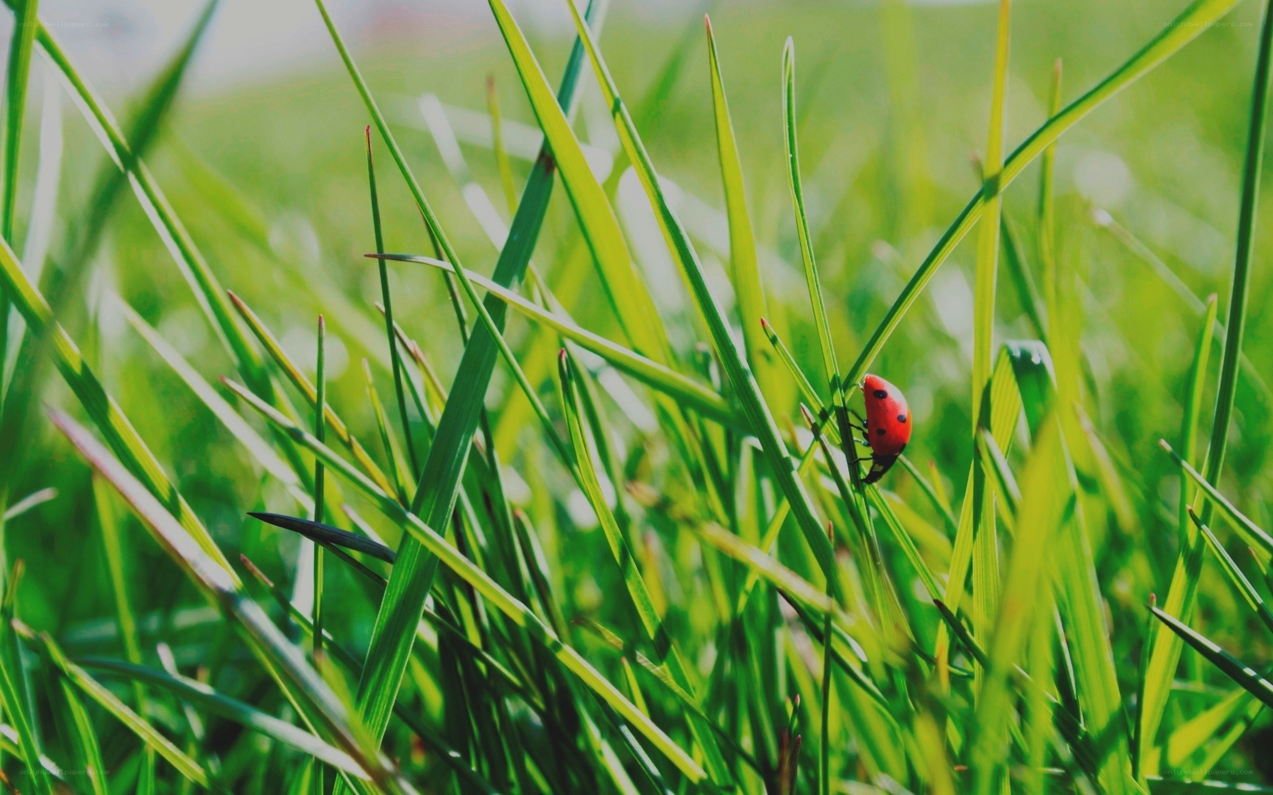 ladybug on green grass