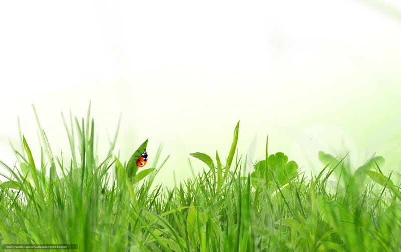 ladybug on green grass
