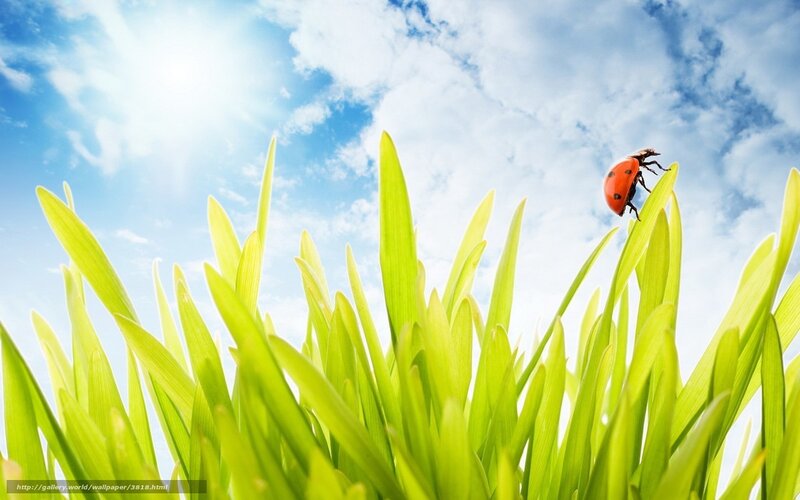 Ladybug on green grass