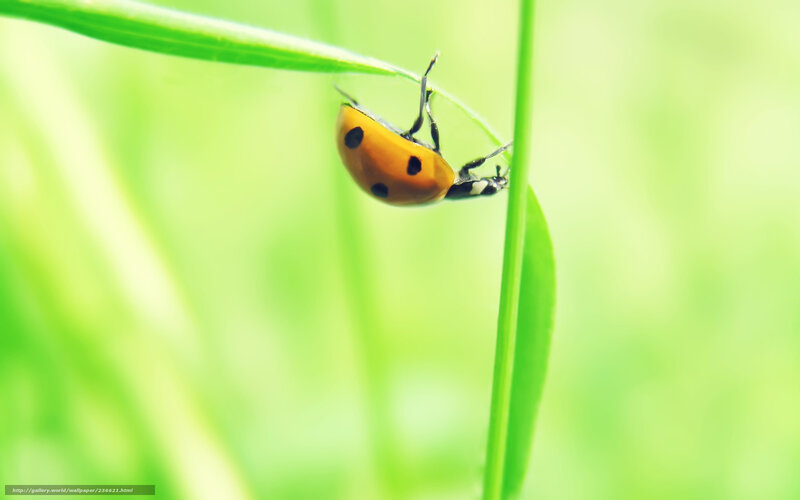 ladybug on green leaf