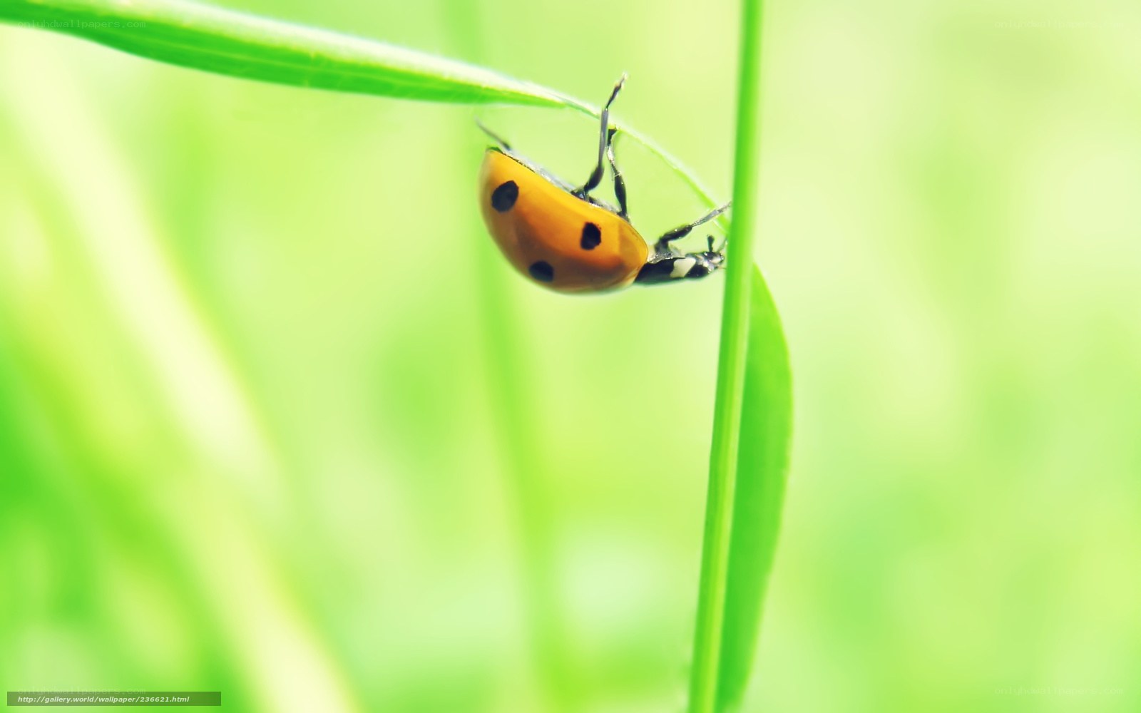 ladybug on green leaf