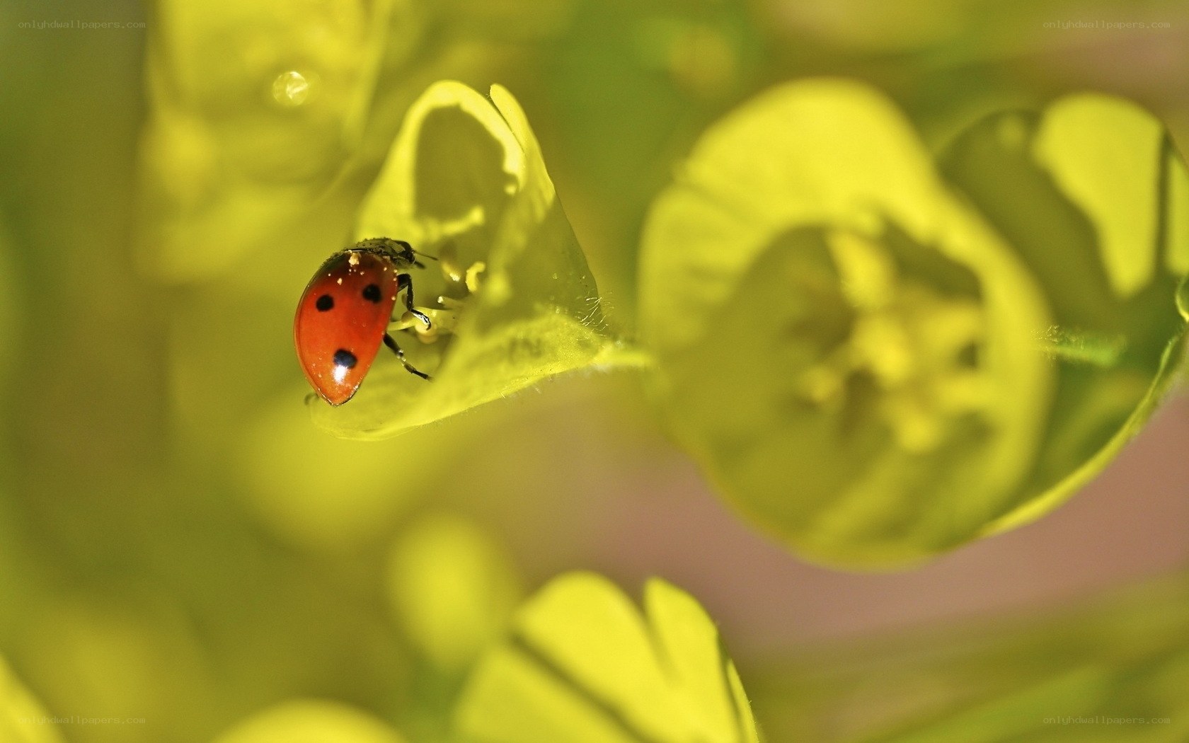 ladybug on green leaf