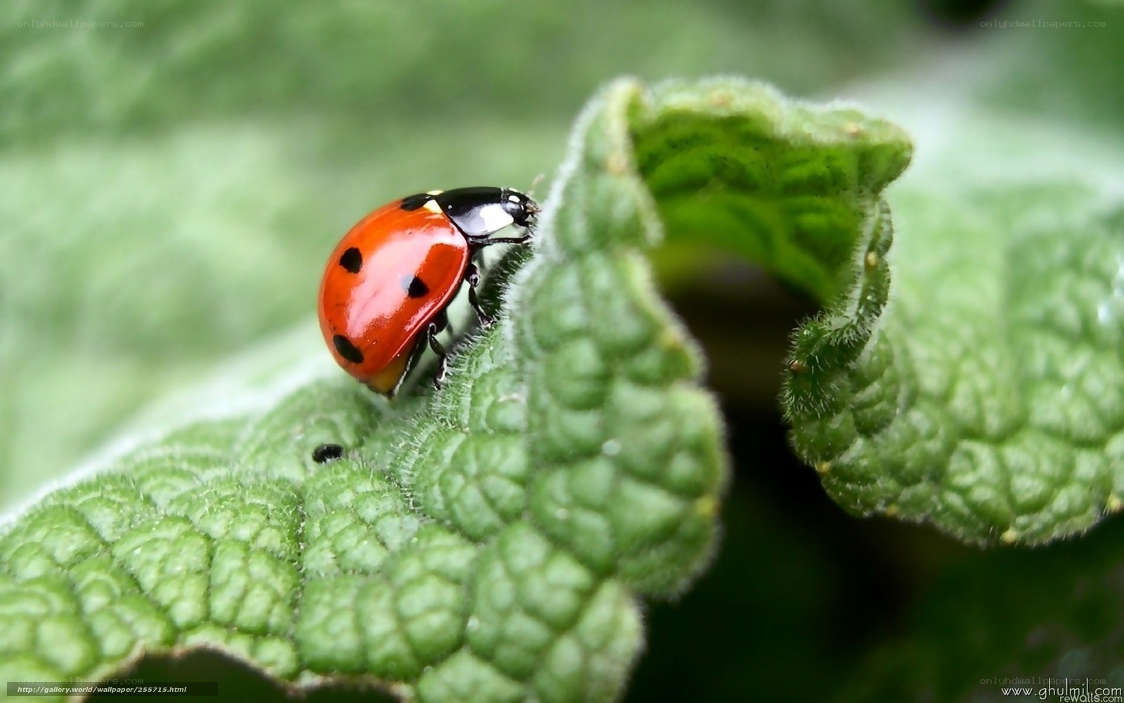 ladybug on green leaf