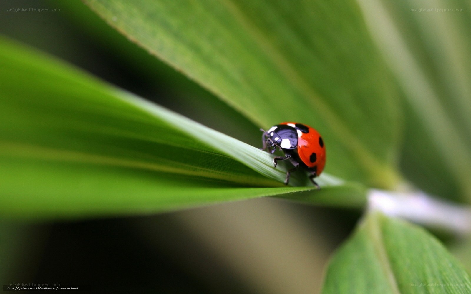 ladybug on green leaf