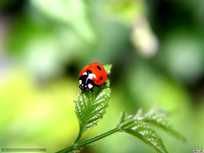 ladybug on green leaf