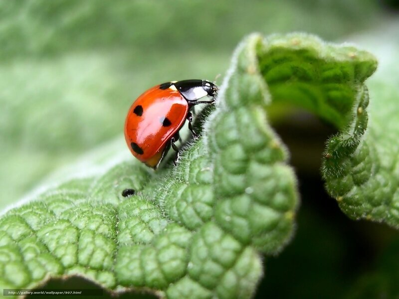 ladybug on green leaf