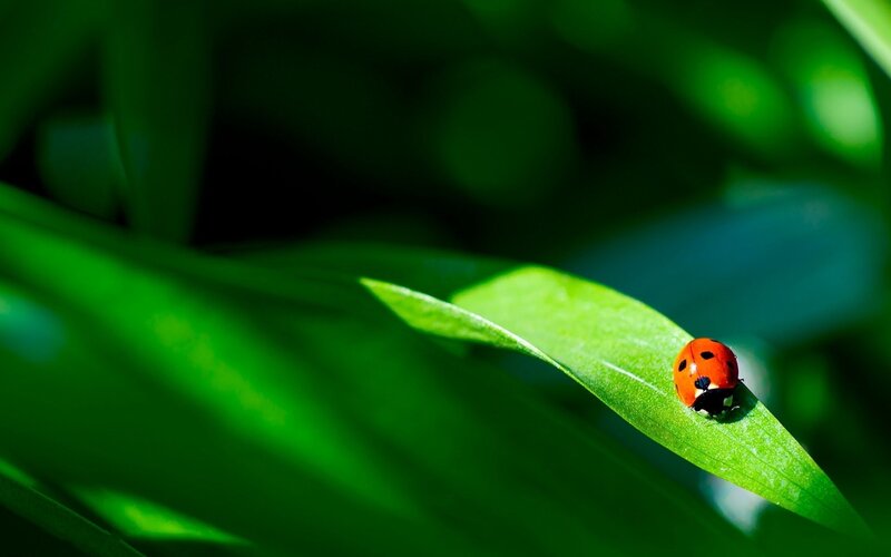 ladybug on green leaf