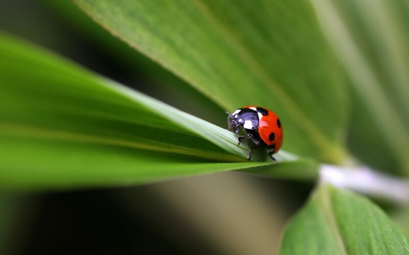 ladybug on green leaf