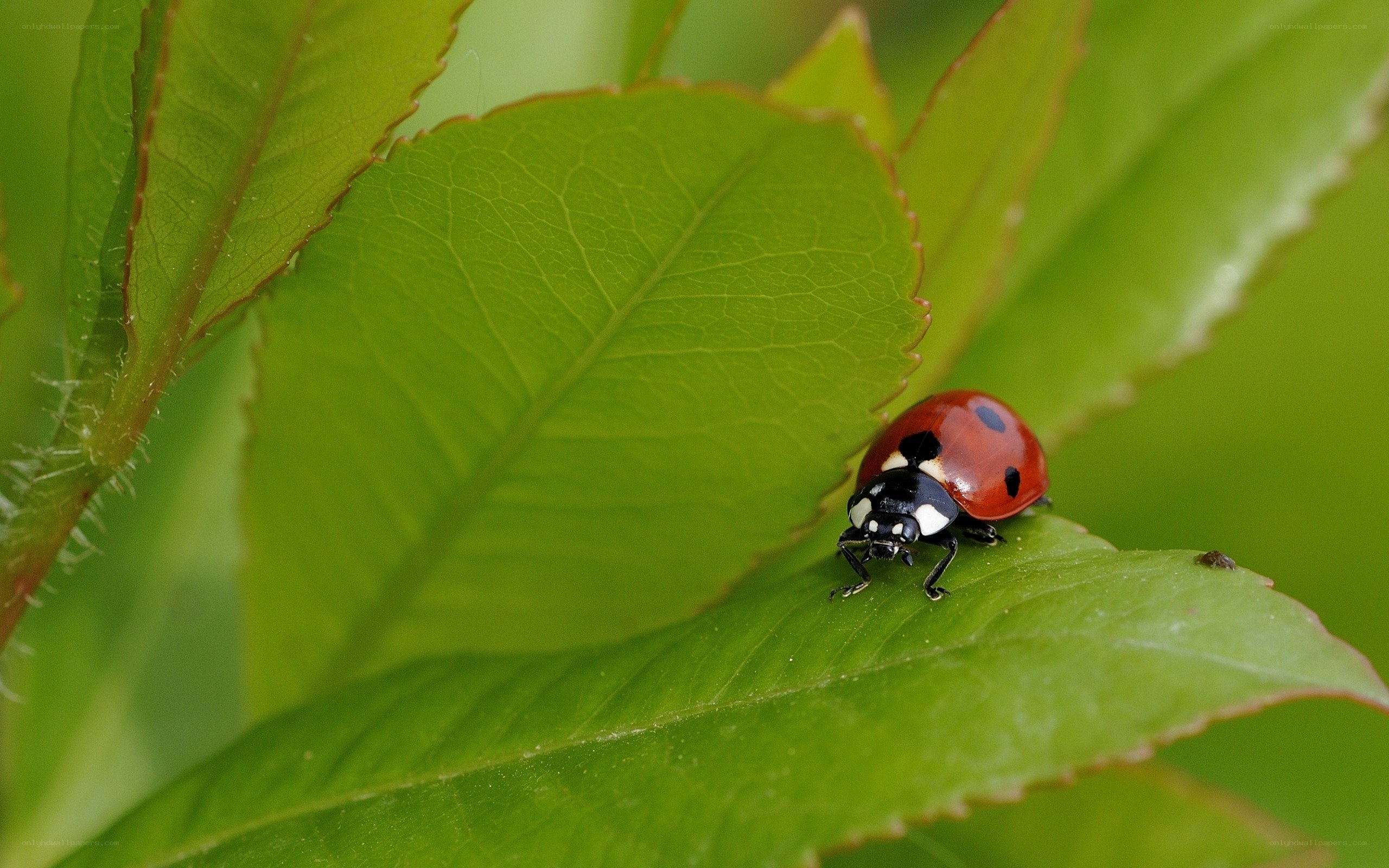 ladybug on green leaf