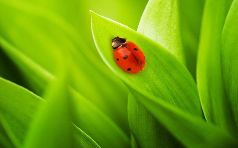 ladybug on green leaf